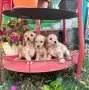 Кокер шпаньолчета, снимка 3