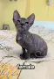 Don Sphynx чистокръвно момченце и момичета , снимка 2