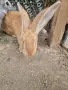 зайци великани всякакви, снимка 5