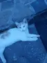 Подарявам малки котета, снимка 1