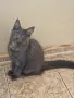 котенца Мейн Куун, снимка 2