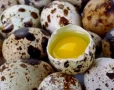 Пъдпъдъци яйца пресни за консумация и люпене, снимка 3