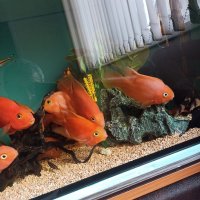 Продавам риби червен папагал , снимка 2 - Рибки - 40699036