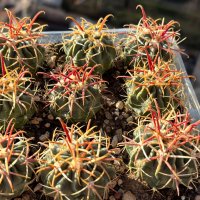 Кактуси FEROCACTUS LATISPINUS, снимка 3 - Градински цветя и растения - 44320408