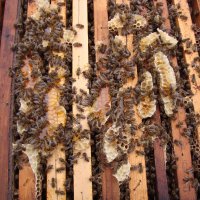 Пчелни семейства, ДБ, снимка 1 - За пчели - 39910963