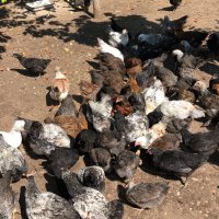 Катунски кокошки и петли , снимка 3 - Кокошки и пуйки - 41337210
