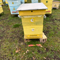 Продавам пчелни семейства с многокорпусен кошери, снимка 14 - За пчели - 44828345