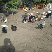 продавам кокошки,пуйки,патици, снимка 2 - Кокошки и пуйки - 44194982