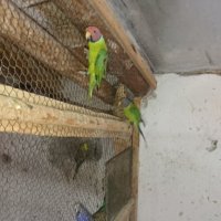 Продавам различни видове папагали, снимка 16 - Папагали - 42527505