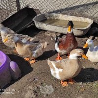 Яйца от крякащи патици, снимка 2 - Кокошки и пуйки - 44404161