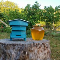 Мед 🍯 от производител , снимка 4 - Пчелни продукти - 38348024