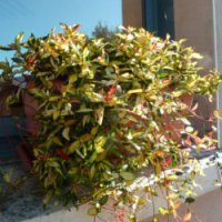 Азиатски Жасмин-(Триколор), снимка 3 - Градински цветя и растения - 41328544