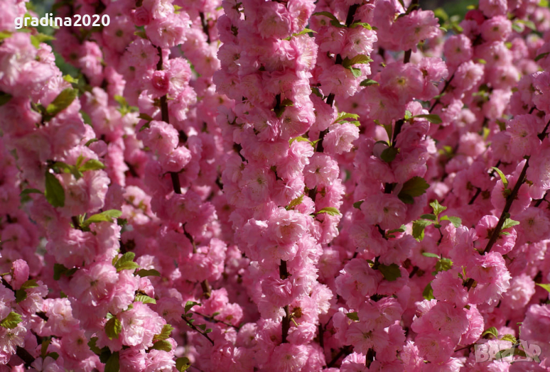 Японска Слива- Prunus triloba Студоустойчива, снимка 1