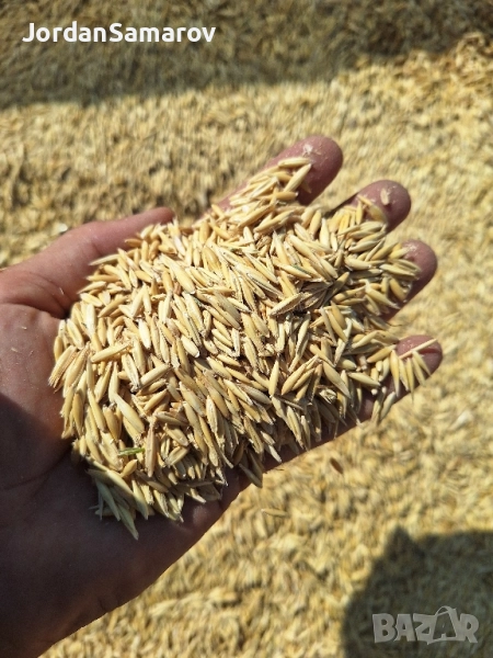 Продавам овес за животни и семе Реколта 2025, снимка 1