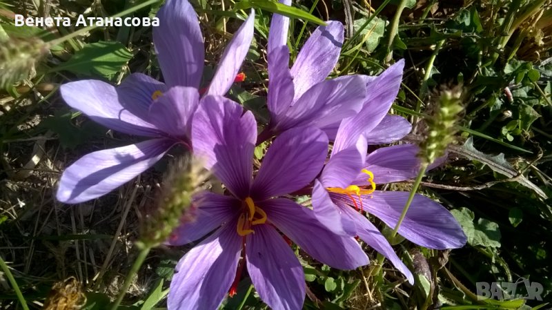 15 броя Шафранови луковици готови за засаждане, снимка 1