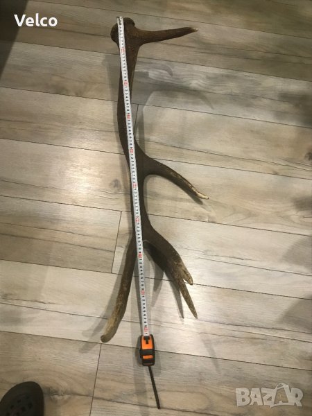 еленски рог , снимка 1