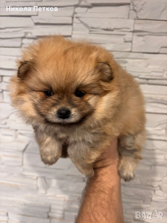 Померан , снимка 1