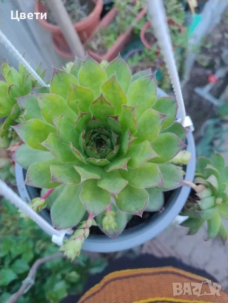 Продавам семпервивум , снимка 1