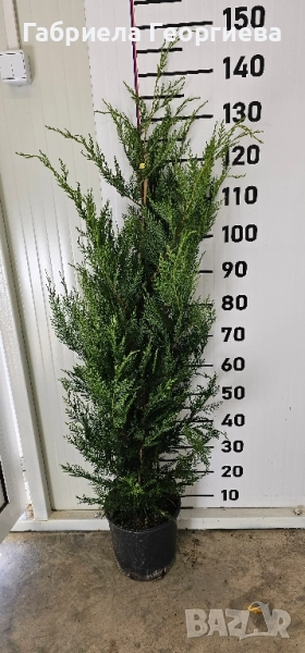 Кипарис Лейланд , снимка 1