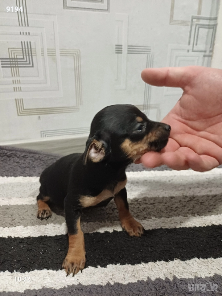 пинчер момче , снимка 1