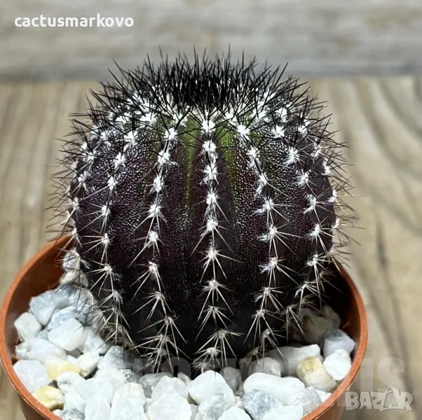 Uebelmannia pectinifera, снимка 1