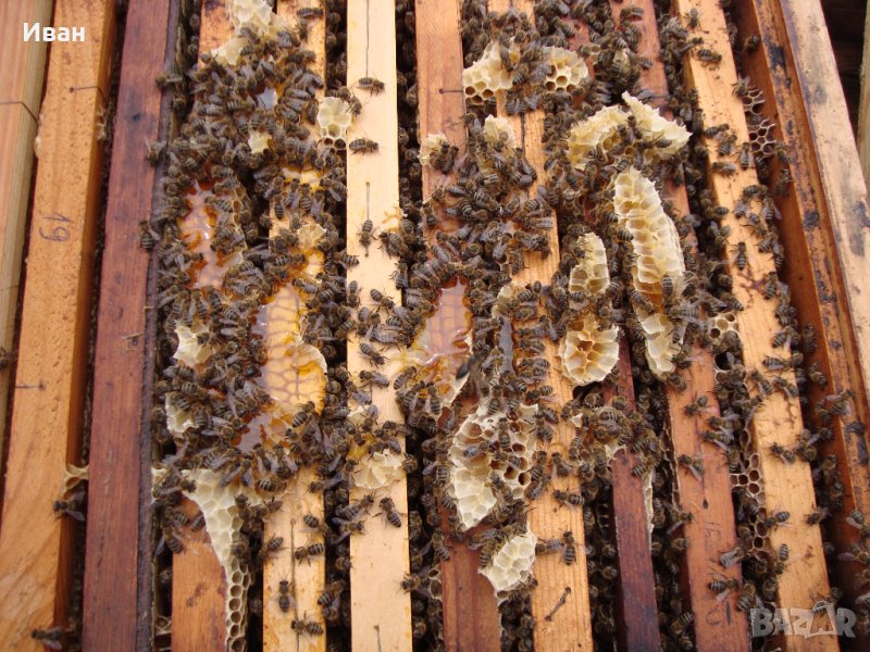 Пчелни семейства, ДБ, снимка 1
