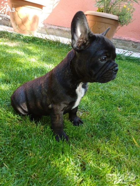 Френски булдог , снимка 1