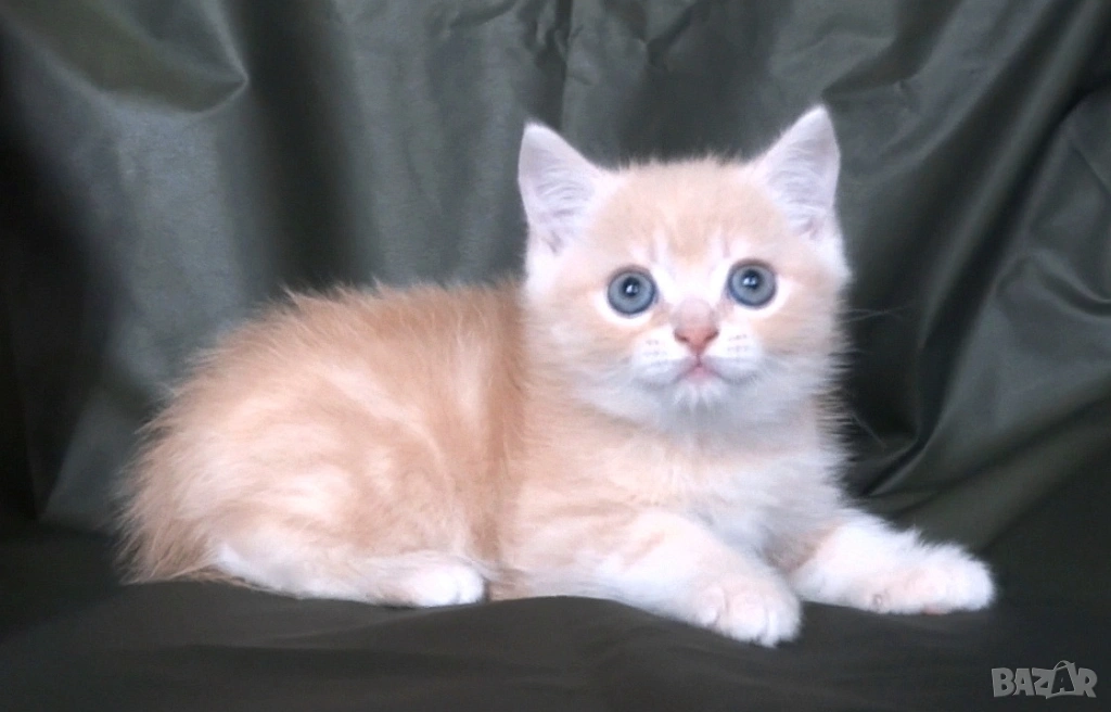 Британско късокосместо златисто котенце, снимка 1