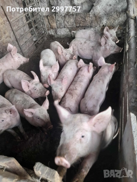 Прасе, снимка 1