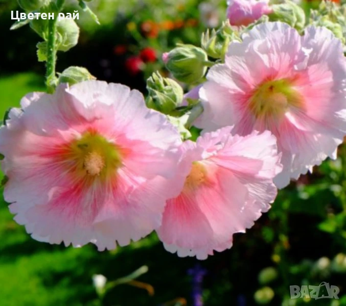 Домашни семена на цветя , снимка 1