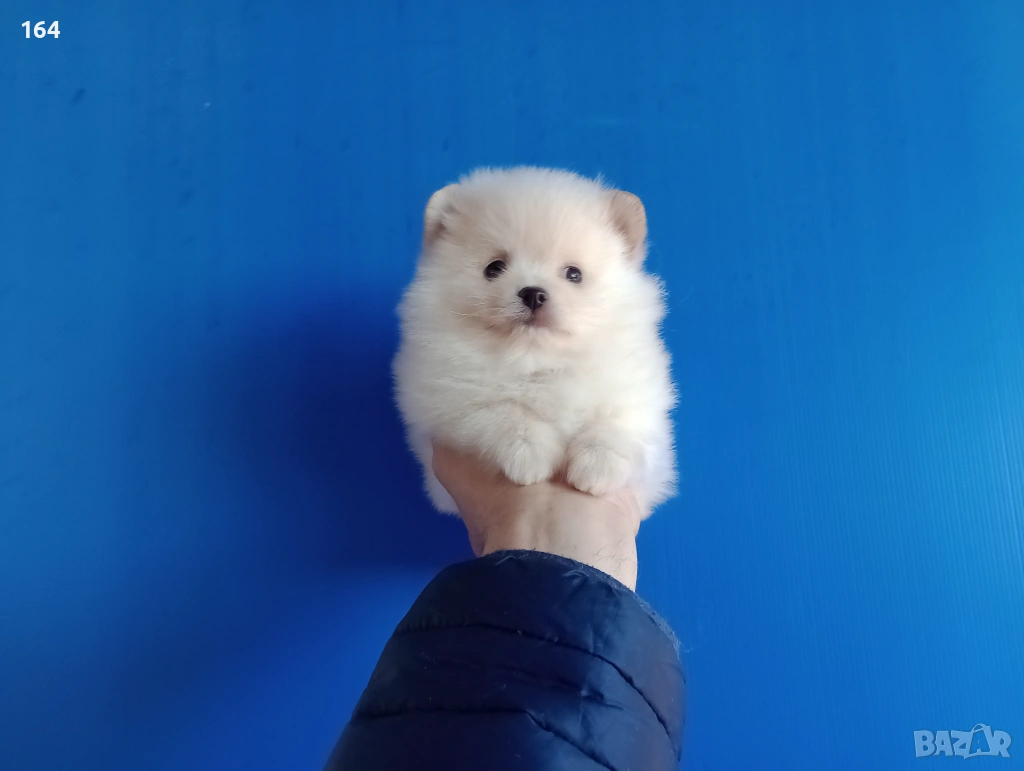 Мъжки Померан. Реални снимки от 12.01.26 г., снимка 1