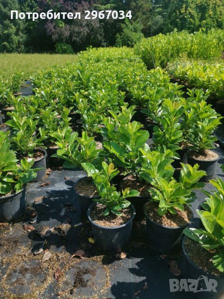 Лавровишна , снимка 1