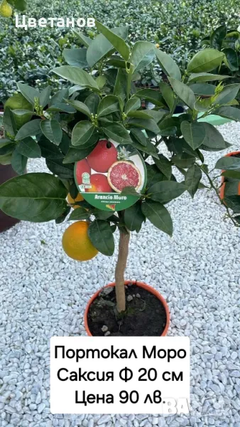 Портокал сорт Моро, снимка 1