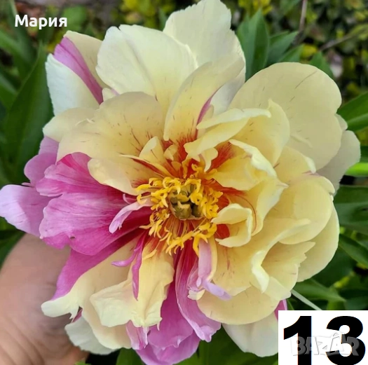 Божури ОГРАНИЧЕНИ БРОЙКИ!, снимка 1