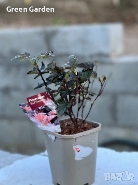 Физокарпус Червен Барон, снимка 1