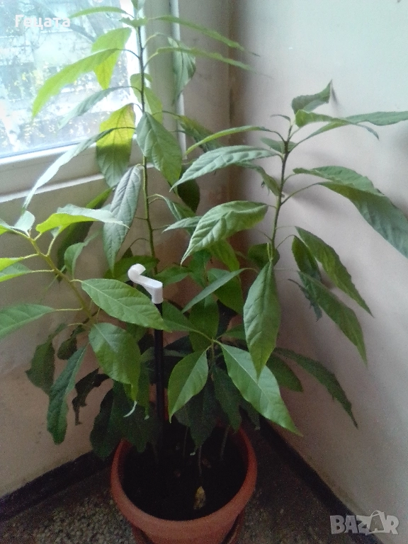 Авокадо 5 броя + саксия, снимка 1