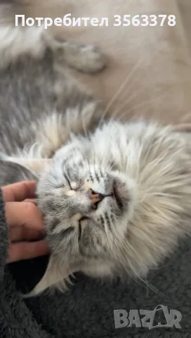 Maine coon чистокръвни, снимка 12 - Мейн кун - 56132815