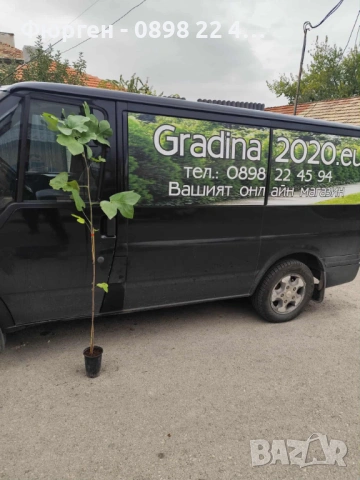 Лирово дърво (Liriodendron), снимка 9 - Разсади - 49395150