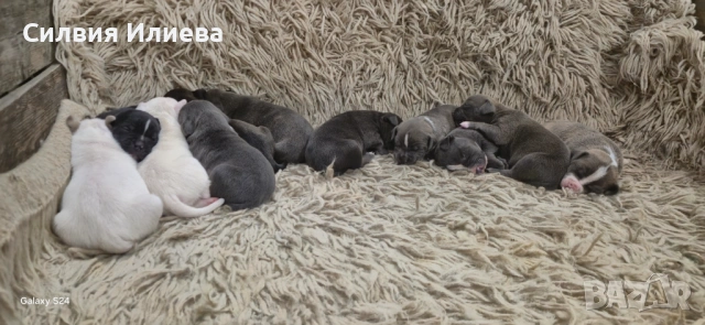 Питбули , снимка 3 - Питбул - 53865863