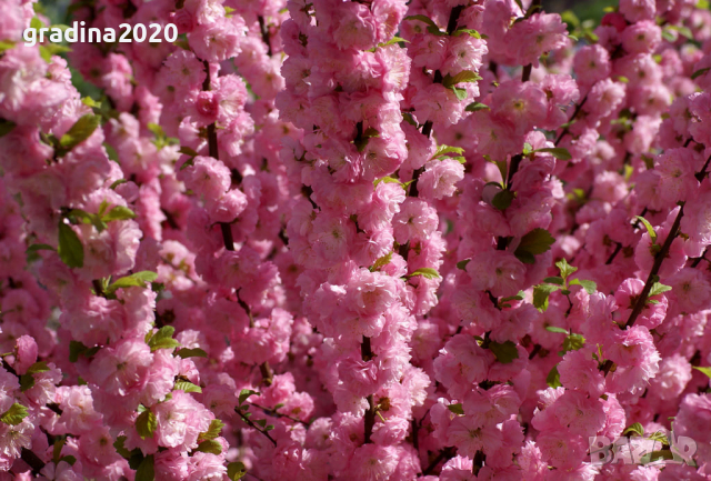 Японска Слива- Prunus triloba Студоустойчива, снимка 1 - Разсади - 36153555