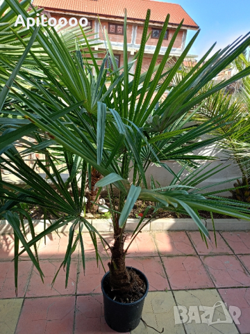 трахикарпус студоустойчиви палми 1.20–1.50, снимка 4 - Градински цветя и растения - 43204232