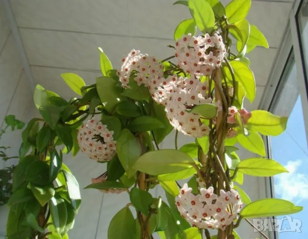Продавам Хоя карноза, снимка 2 - Стайни растения - 56168835