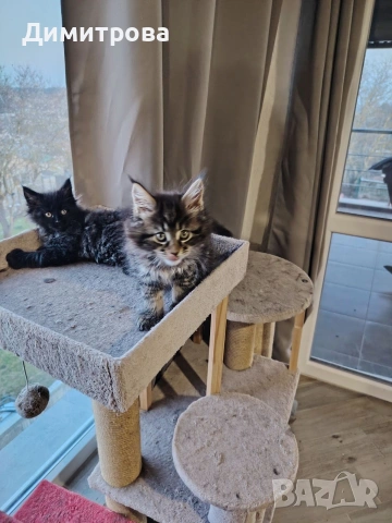 Мейн Кун, чистокръвно женско коте, снимка 4 - Мейн кун - 53787264