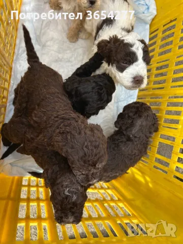 Бебета Лагото чистокръвни, снимка 7 - Други - 49101088