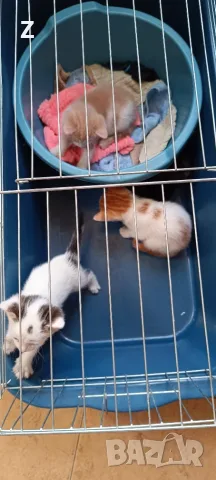 4 котета търсят своите стопани 