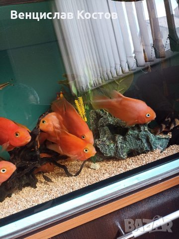 Продавам риби червен папагал , снимка 2 - Рибки - 40699036