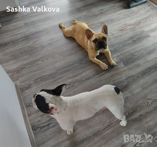 Син и пясъчен френски булдог за разплод!, снимка 6 - Търси партньор - 44384428