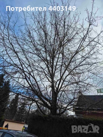  Премахване на опасни дървета • Кастрене • Подръжка • Извозване, снимка 8 - Други услуги - 53429702