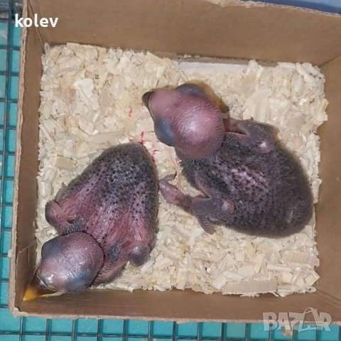 Папагали Еклектус бебета , снимка 5 - Папагали - 53832584