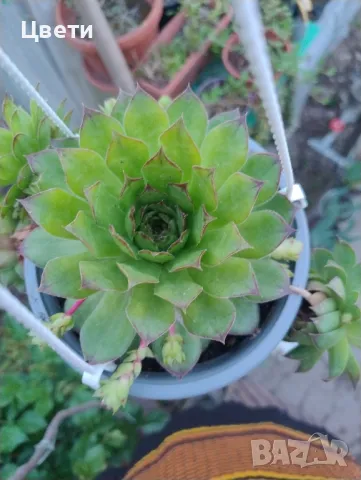 Продавам семпервивум 